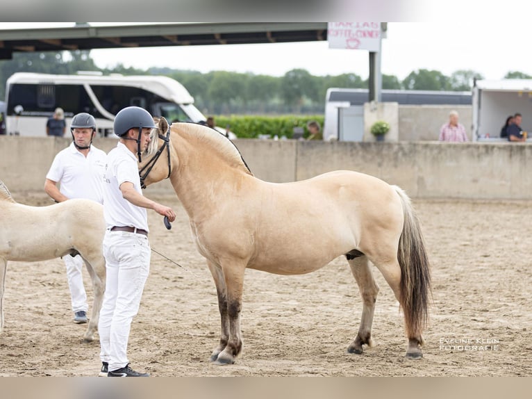 Fjord Horses Stallion Foal (06/2025) 14,1 hh Dun in Hellouw