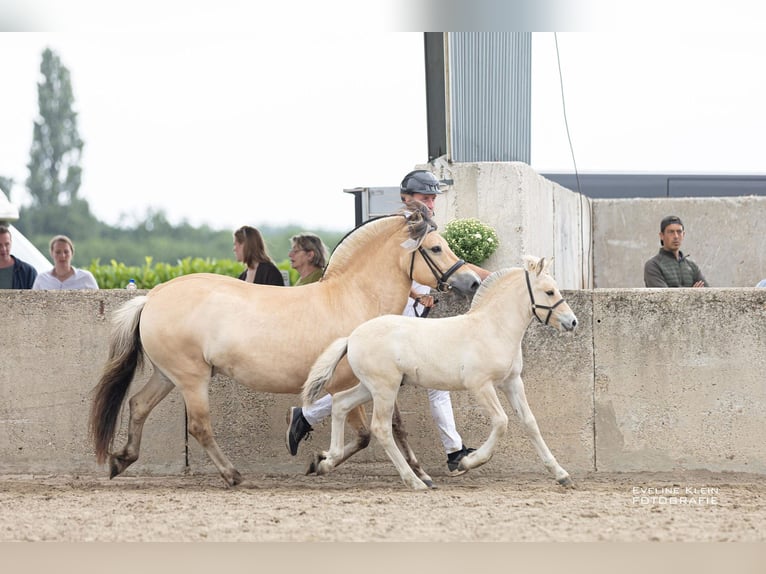 Fjord Horses Stallion Foal (06/2025) 14,1 hh Dun in Hellouw