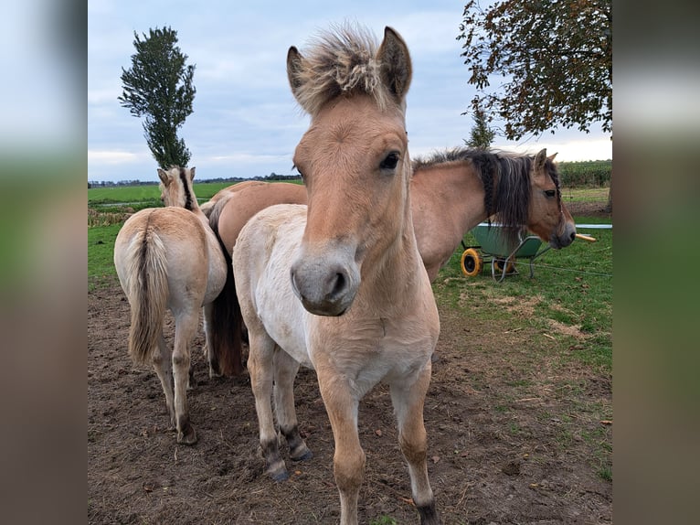 Fjord Horses Stallion Foal (06/2025) 14,1 hh Dun in Hellouw Fjord Horses Stallion Foal (06/2025) 14,1 hh Dun in Hellouw