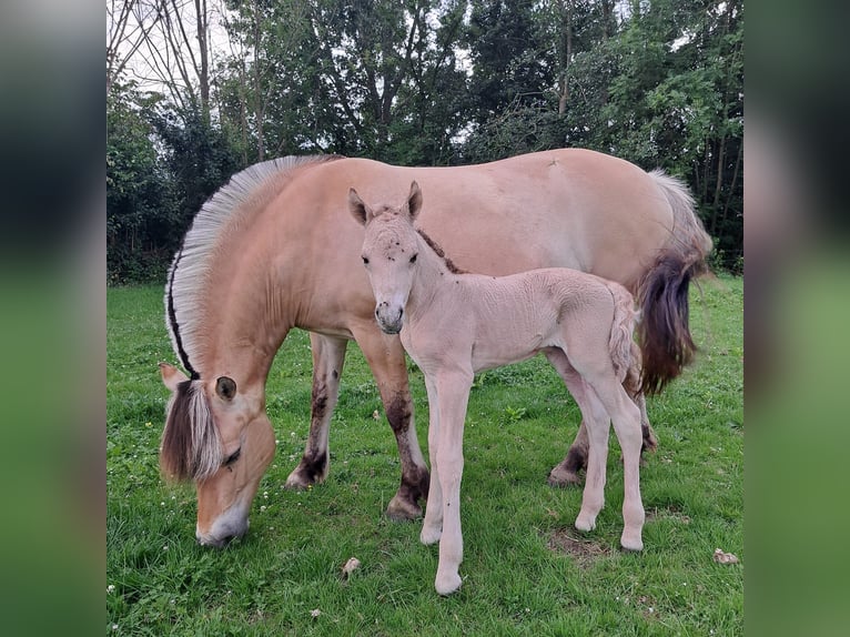 Fjord Horses Stallion Foal (06/2025) 14,1 hh Dun in Hellouw