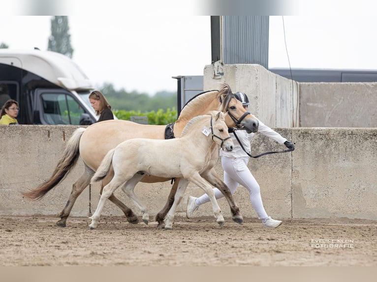 Fjord Horses Stallion Foal (06/2025) 14,1 hh Dun in Hellouw