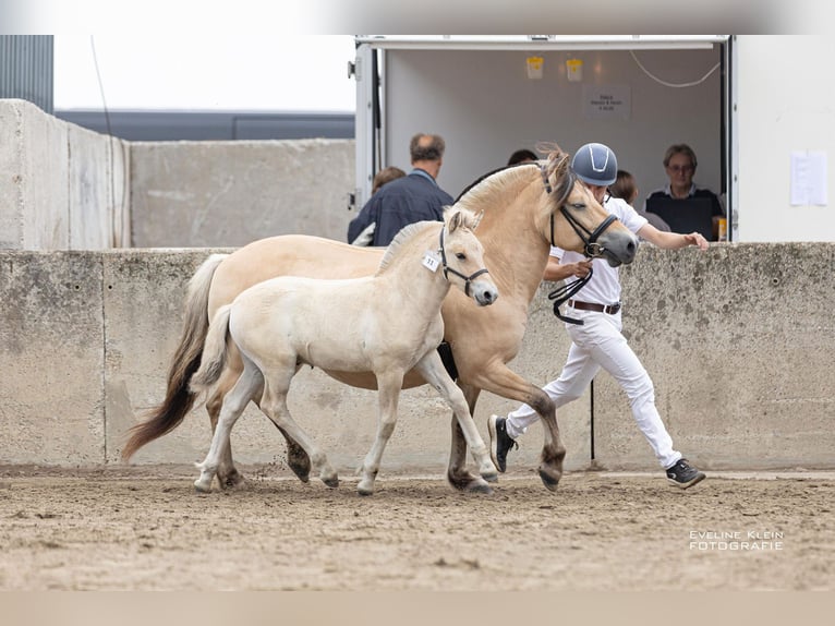 Fjord Horses Stallion Foal (06/2025) 14,1 hh Dun in Hellouw