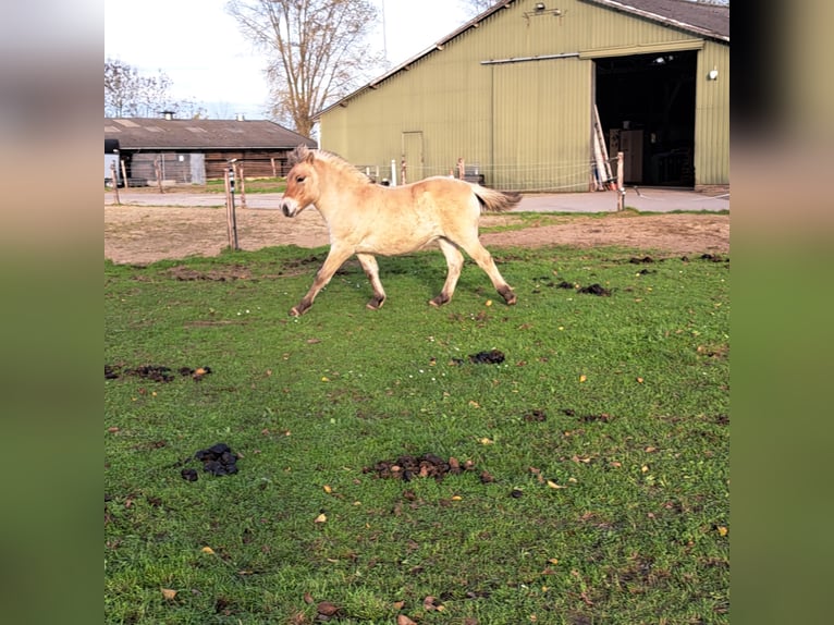 Fjord Horses Stallion Foal (06/2025) 14,1 hh Dun in Hellouw