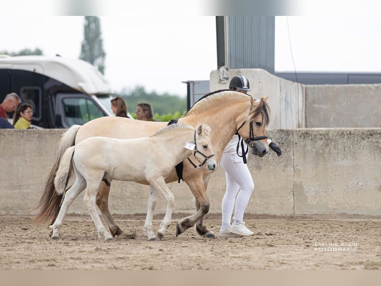 Fjord Horses Stallion Foal (06/2025) 14,1 hh Dun in Hellouw