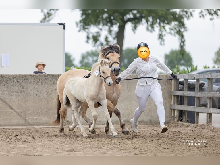 Fjord Horses Stallion Foal (06/2025) 14,1 hh Dun in Hellouw
