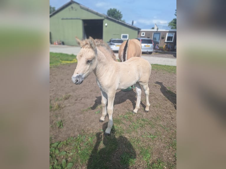 Fjord Horses Stallion Foal (06/2025) 14,1 hh Dun in Hellouw