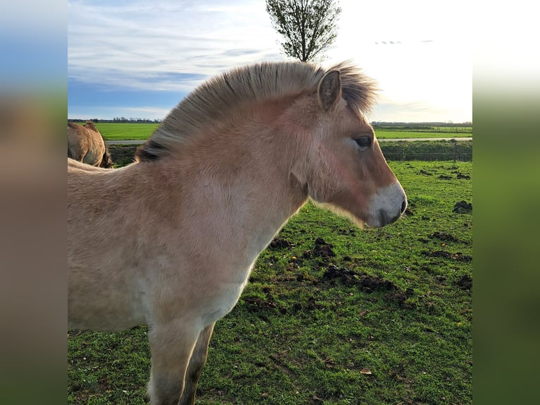 Fjord Horses Stallion Foal (06/2025) 14,1 hh Dun in Hellouw