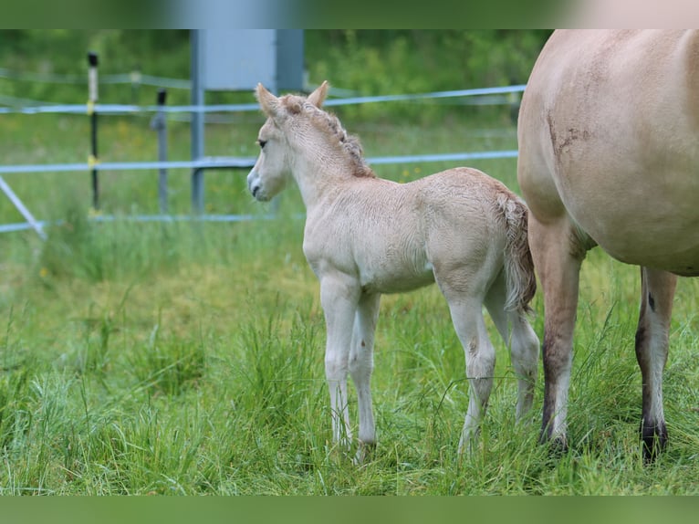 Fjord Horses Stallion  14,1 hh Dun in Walderbach