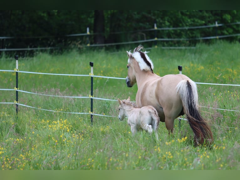 Fjord Horses Stallion  14,1 hh Dun in Walderbach