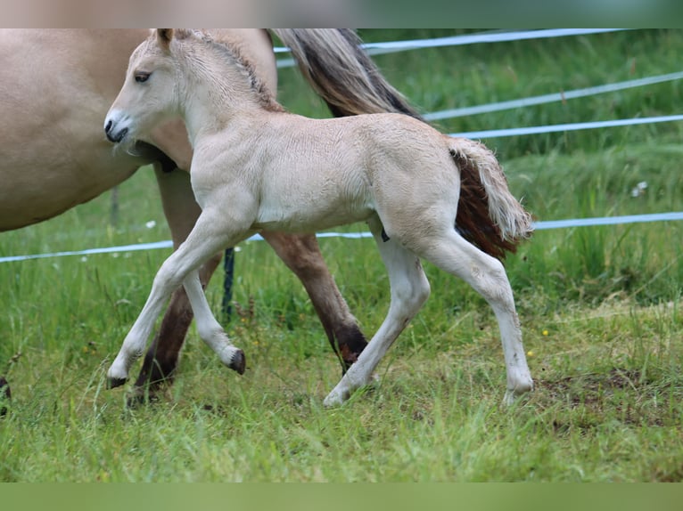 Fjord Horses Stallion  14,1 hh Dun in Walderbach