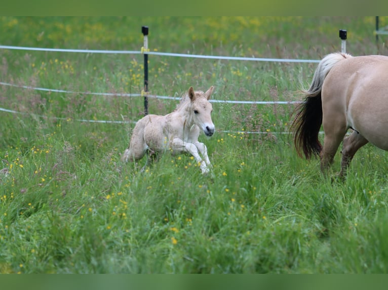 Fjord Horses Stallion  14,1 hh Dun in Walderbach