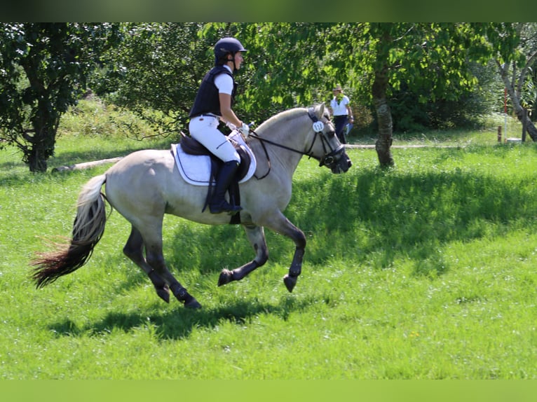 Fjord Horses Stallion  14,1 hh Dun in Walderbach