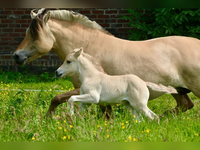 Fjord Horses Stallion  14,1 hh Dun in FLETHSEE