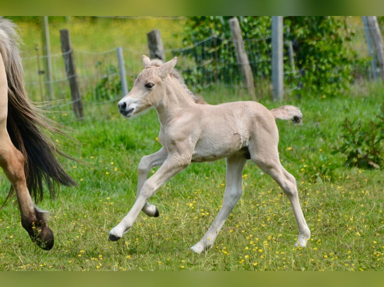 Fjord Horses Stallion  14,1 hh Dun in FLETHSEE
