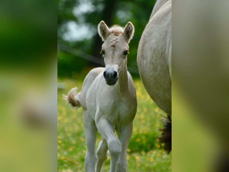 Fjord Horses Stallion  14,1 hh Dun in FLETHSEE