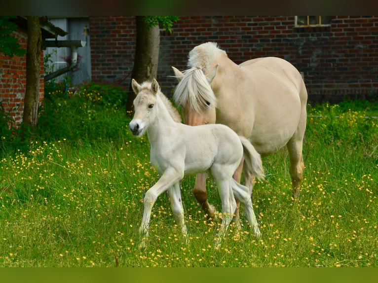 Fjord Horses Stallion  14,1 hh Dun in FLETHSEE