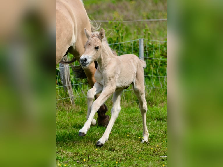 Fjord Horses Stallion  14,1 hh Dun in FLETHSEE