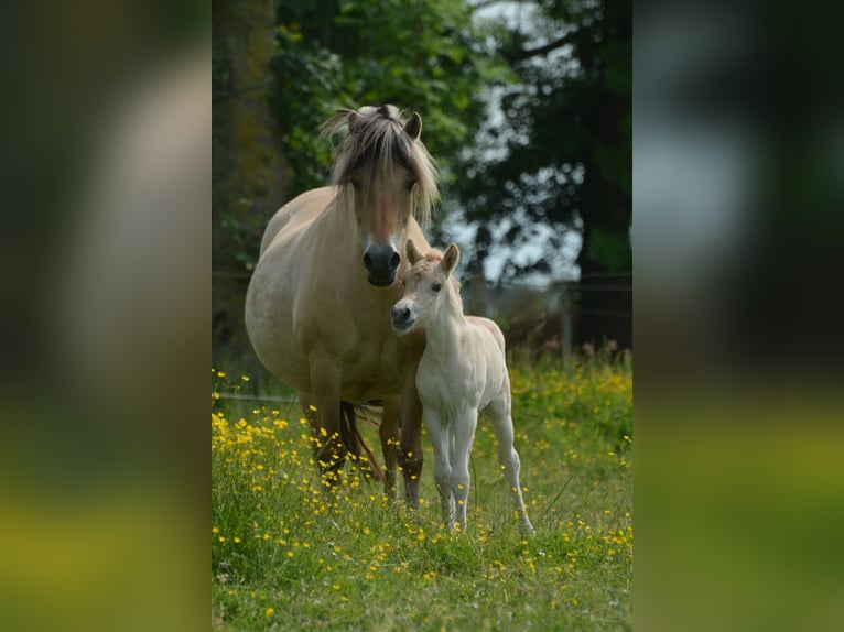 Fjord Horses Stallion  14,1 hh Dun in FLETHSEE