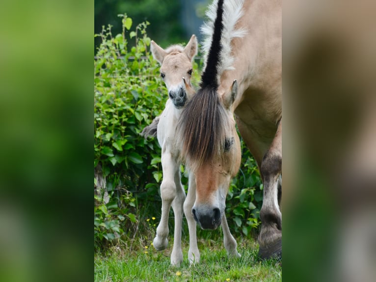 Fjord Horses Stallion  14,1 hh Dun in FLETHSEE