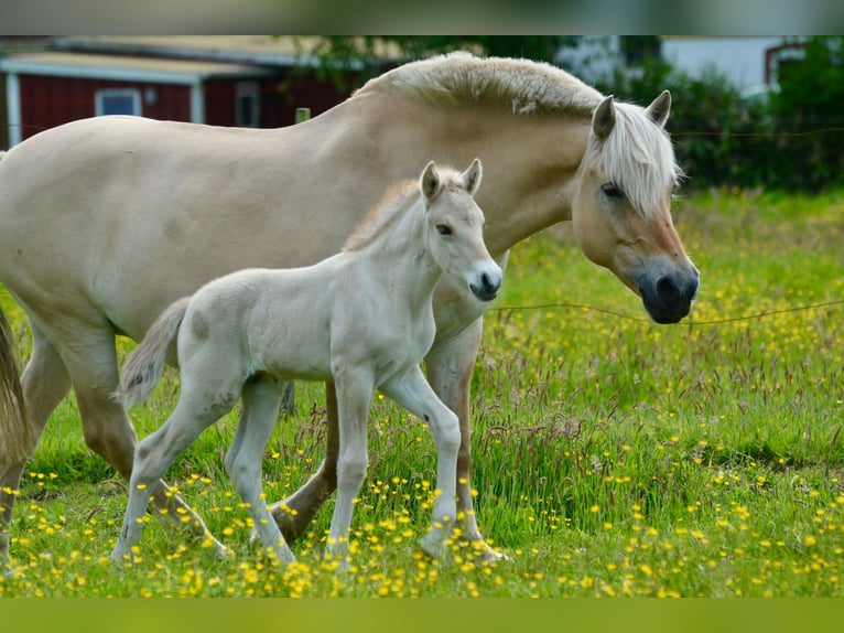 Fjord Horses Stallion  14,1 hh Dun in FLETHSEE