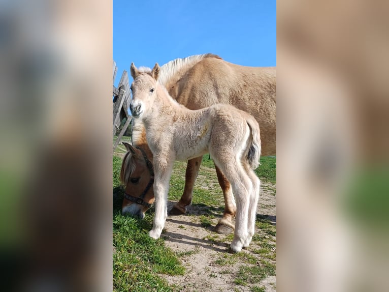 Fjord Horses Stallion  14,1 hh Dun in Villach