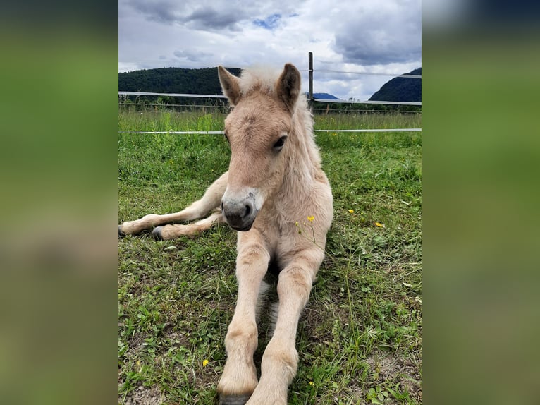 Fjord Horses Stallion  14,1 hh Dun in Villach
