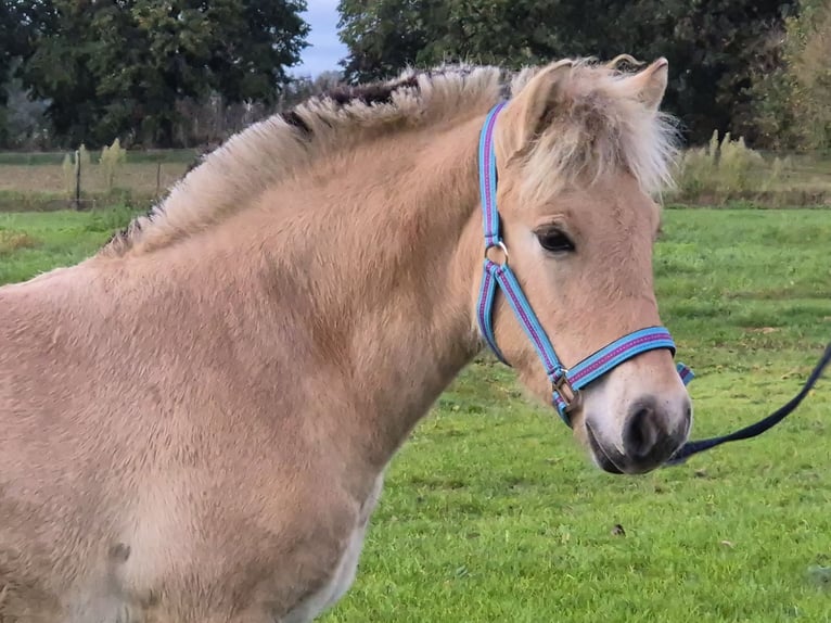Fjord Horses Stallion Foal (05/2025) 14,1 hh in Westerbeek