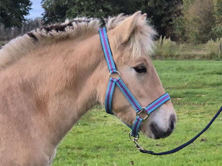 Fjord Horses Stallion Foal (05/2025) 14,1 hh in Westerbeek