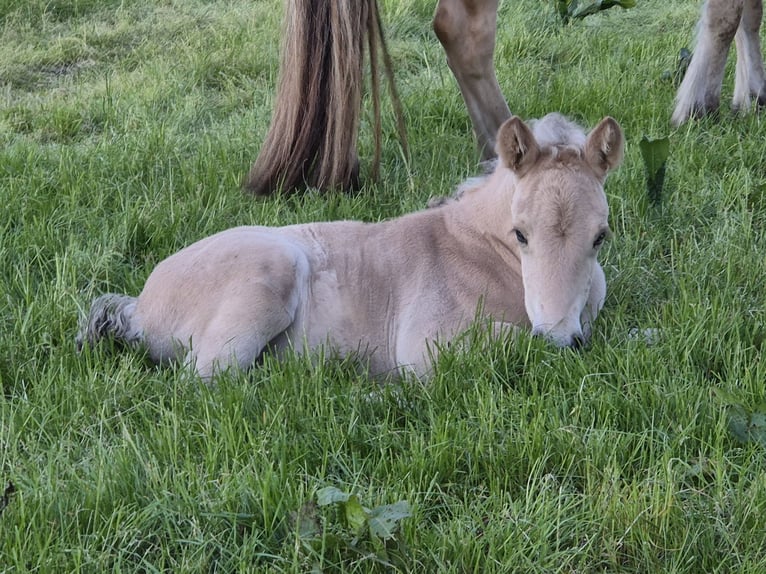 Fjord Horses Stallion Foal (05/2025) 14,1 hh in Westerbeek