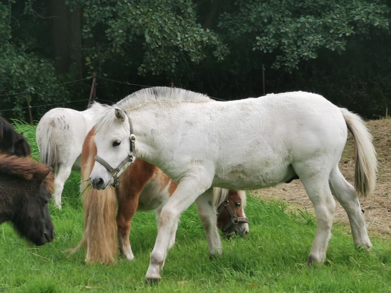 Fjord Horses Stallion Foal (05/2025) 14,2 hh Dun in Grimmen Fjord Horses Stallion Foal (05/2025) 14,2 hh Dun in Grimmen