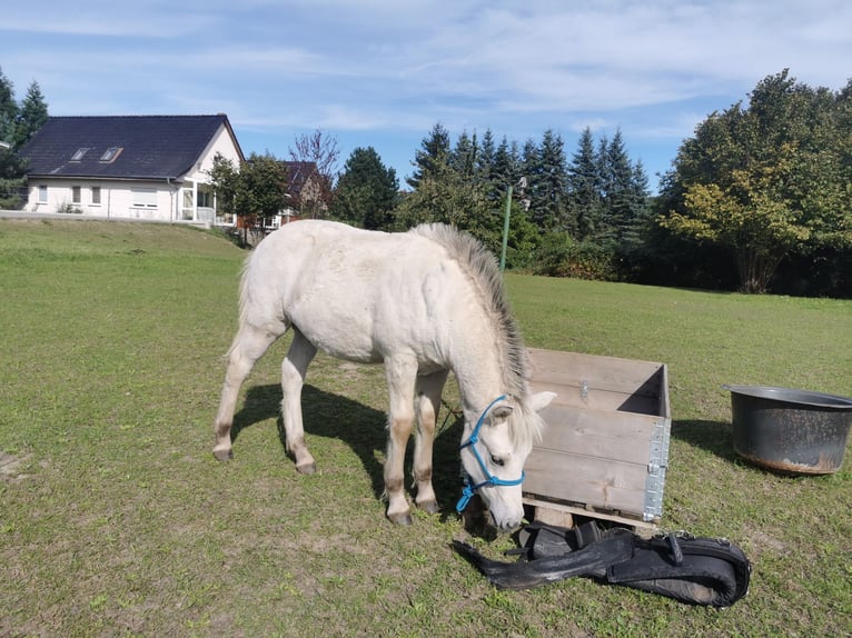 Fjord Horses Stallion Foal (05/2025) 14,2 hh Dun in Grimmen Fjord Horses Stallion Foal (05/2025) 14,2 hh Dun in Grimmen