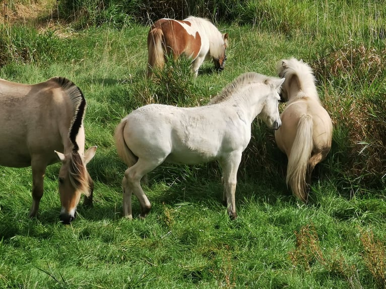 Fjord Horses Stallion Foal (05/2025) 14,2 hh Dun in Grimmen Fjord Horses Stallion Foal (05/2025) 14,2 hh Dun in Grimmen