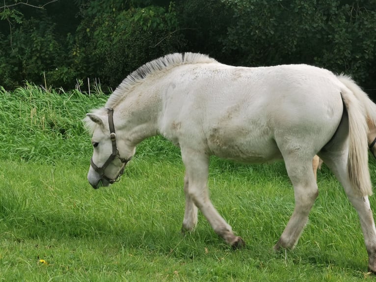 Fjord Horses Stallion Foal (05/2025) 14,2 hh Dun in Grimmen Fjord Horses Stallion Foal (05/2025) 14,2 hh Dun in Grimmen