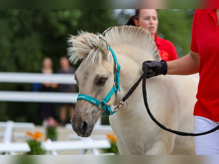 Fjord Horses Stallion Foal (04/2025) 14,2 hh Dun in Erfurt