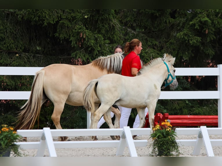 Fjord Horses Stallion Foal (04/2025) 14,2 hh Dun in Erfurt