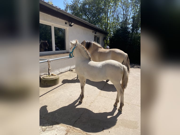 Fjord Horses Stallion Foal (04/2025) 14,2 hh Dun in Erfurt