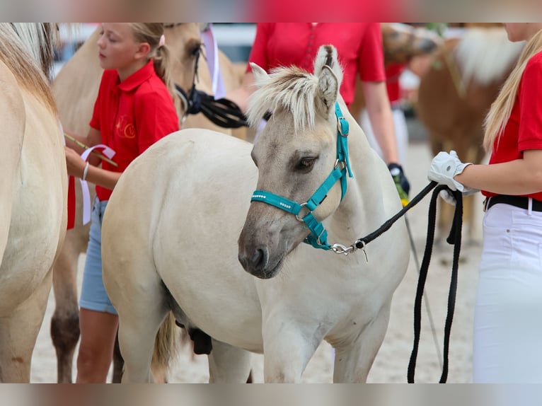 Fjord Horses Stallion Foal (04/2025) 14,2 hh Dun in Erfurt