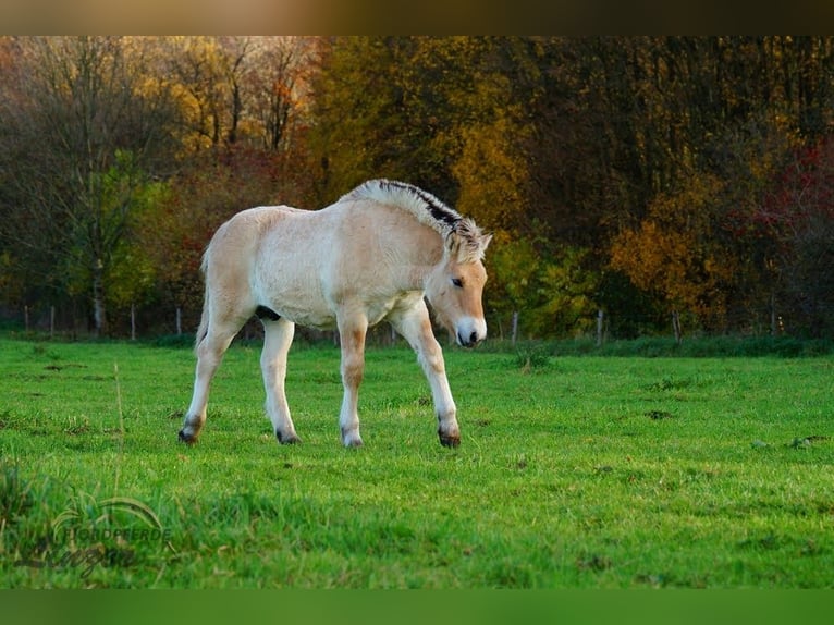 Fjord Horses Stallion Foal (05/2025) 14,2 hh Dun in Remscheid