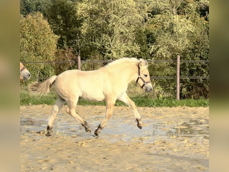 Fjord Horses Stallion Foal (05/2025) 14,2 hh Dun in Remscheid
