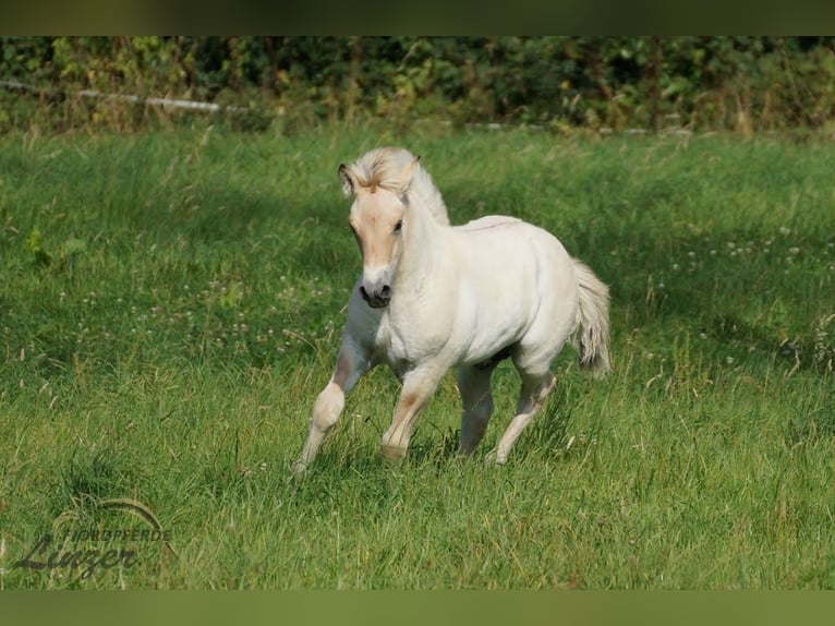 Fjord Horses Stallion Foal (05/2025) 14,2 hh Dun in Remscheid