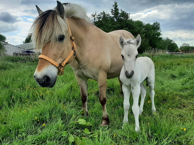 Fjord Horses Stallion Foal (05/2025) 14,2 hh Grullo in Wanneperveen