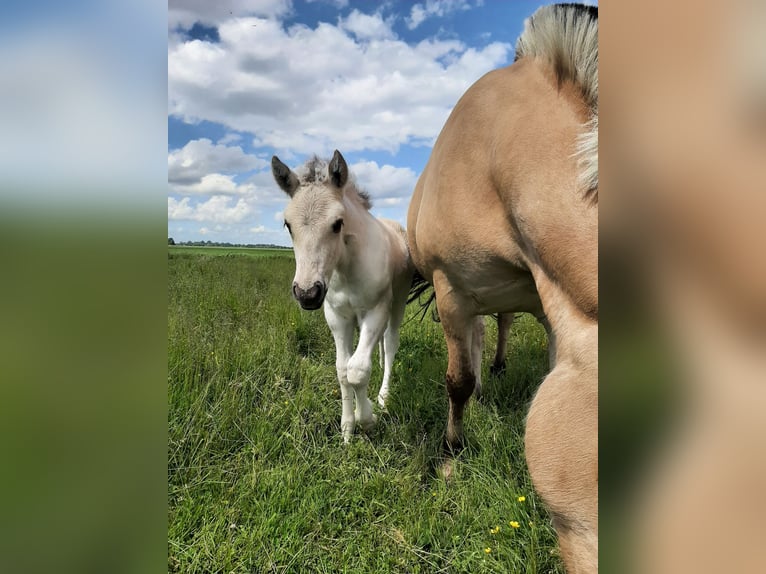 Fjord Horses Stallion Foal (05/2025) 14,2 hh Grullo in Wanneperveen
