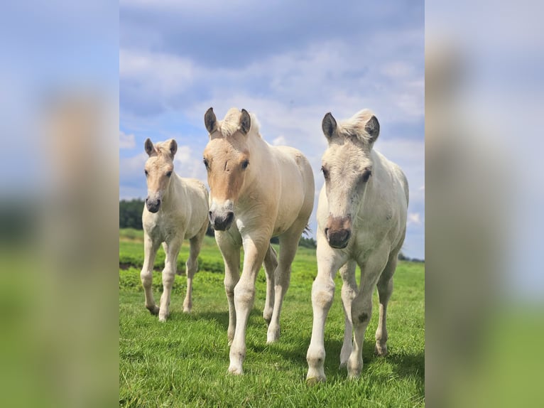 Fjord Horses Stallion Foal (05/2025) 14,2 hh Grullo in Wanneperveen