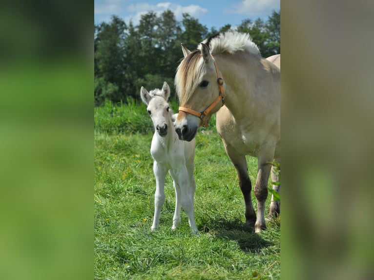 Fjord Horses Stallion Foal (05/2025) 14,2 hh Grullo in Wanneperveen