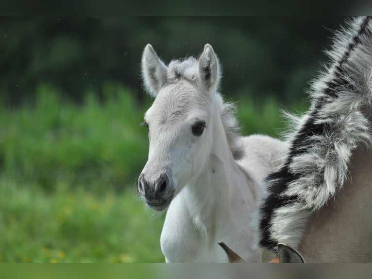 Fjord Horses Stallion Foal (05/2025) 14,2 hh Grullo in Wanneperveen