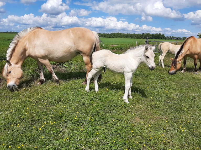 Fjord Horses Stallion Foal (05/2025) 14,2 hh Grullo in Wanneperveen