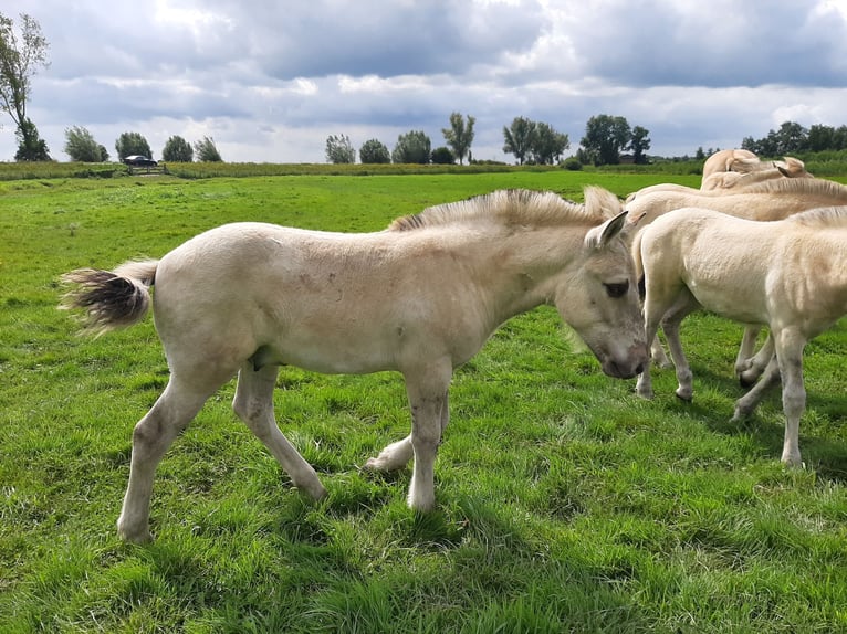 Fjord Horses Stallion Foal (05/2025) 14,2 hh Grullo in Wanneperveen