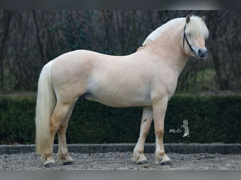 Fjord Horses Stallion Foal (05/2025) 14,2 hh Grullo in Wanneperveen