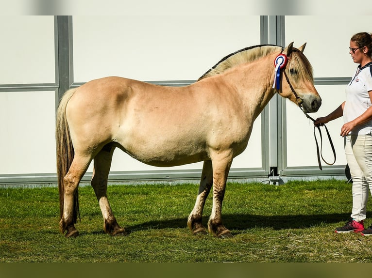 Fjord Horses Stallion Foal (05/2025) 14,2 hh Grullo in Wanneperveen