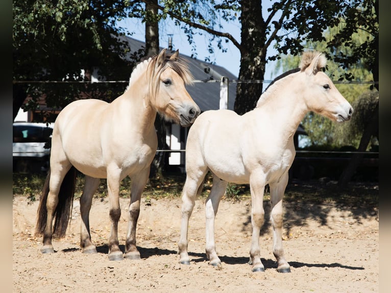 Fjord Horses Stallion Foal (01/2025) 14,2 hh Red Dun in &#x141;apalice